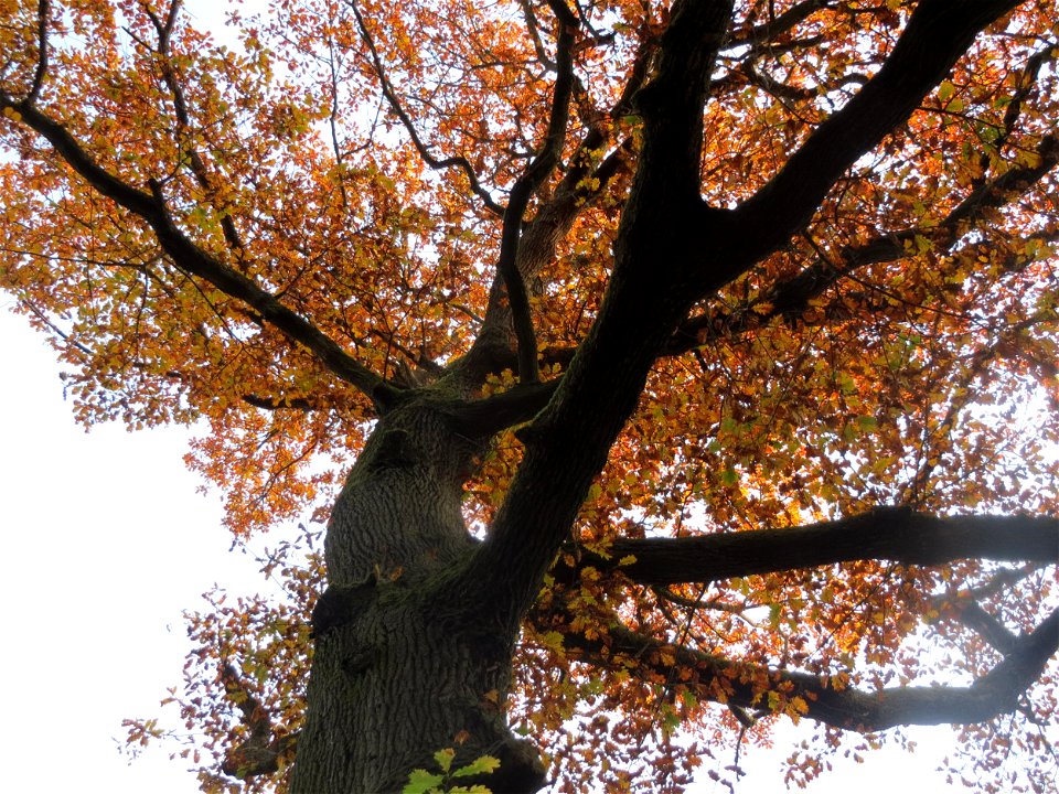 Naturdenkmal: Stieleiche (Quercus robur) am Hexentanzplatz im St. Johanner Stadtwald