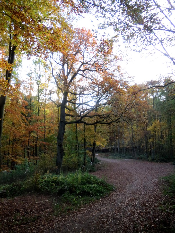 Naturdenkmal: Stieleiche (Quercus robur) am Hexentanzplatz im St. Johanner Stadtwald