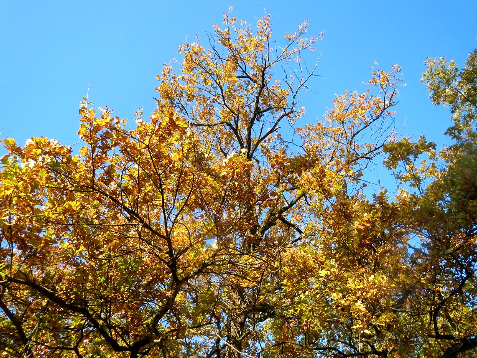 Stieleiche (Quercus robur) im Schwetzinger Hardt