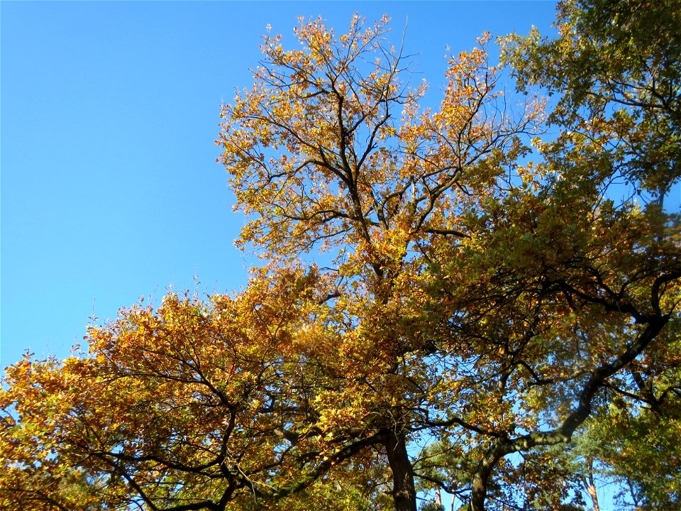 Stieleiche (Quercus robur) im Schwetzinger Hardt