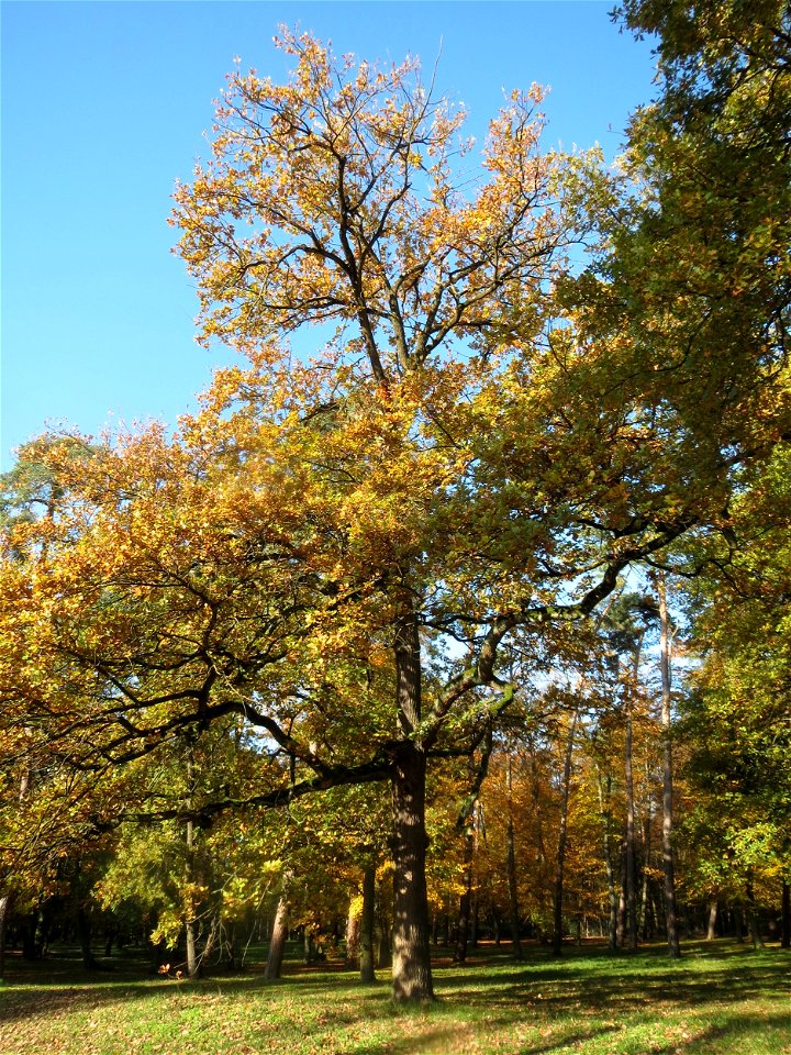 Stieleiche (Quercus robur) im Schwetzinger Hardt