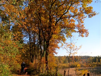 Stieleiche (Quercus robur) im Naturschutzgebiet Zugmantel-Bandholz