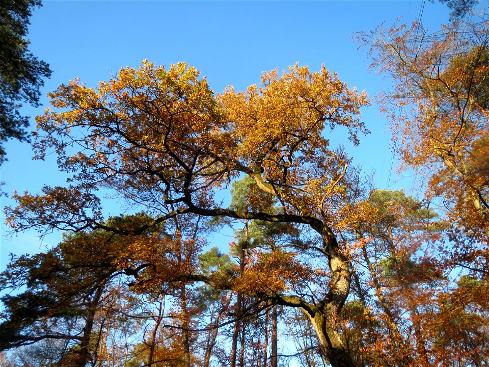 Stieleiche (Quercus robur) am St. Ilgener Viehtrieb im Schwetzinger Hardt