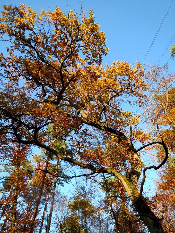 Stieleiche (Quercus robur) am St. Ilgener Viehtrieb im Schwetzinger Hardt
