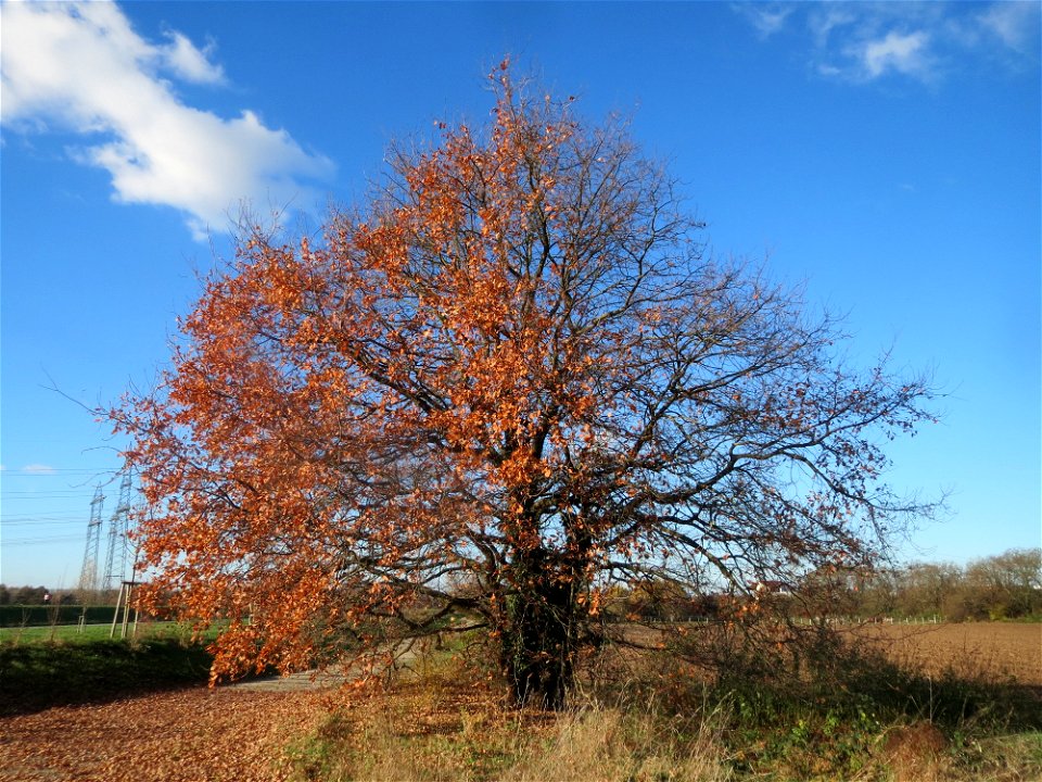 Stieleiche (Quercus robur) bei Neulußheim (Gemarkung Altlußheim)