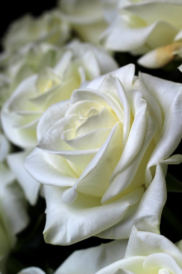 Rosebush flowers bouquet