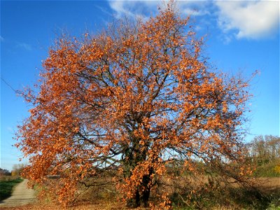 Stieleiche (Quercus robur) bei Neulußheim (Gemarkung Altlußheim)