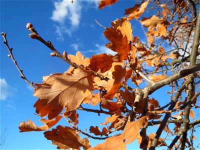 Stieleiche (Quercus robur) bei Neulußheim (Gemarkung Altlußheim)