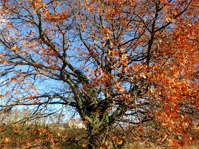 Stieleiche (Quercus robur) bei Neulußheim (Gemarkung Altlußheim)