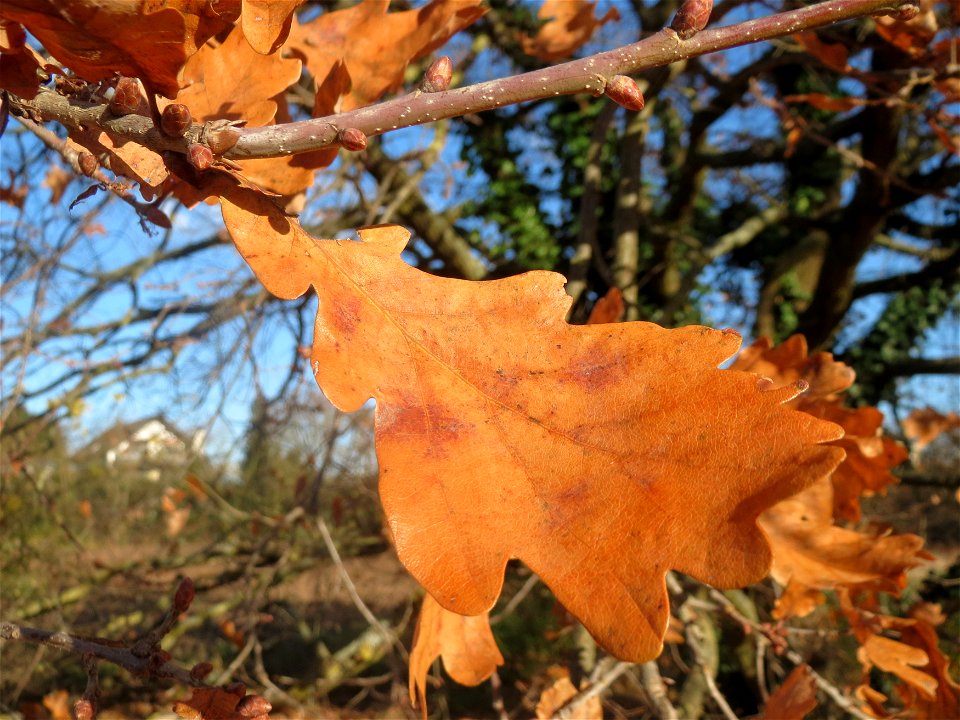 Stieleiche (Quercus robur) bei Neulußheim (Gemarkung Altlußheim)