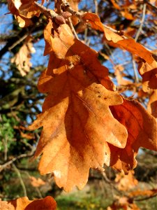 Stieleiche (Quercus robur) bei Neulußheim (Gemarkung Altlußheim)