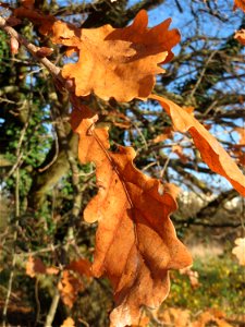 Stieleiche (Quercus robur) bei Neulußheim (Gemarkung Altlußheim)