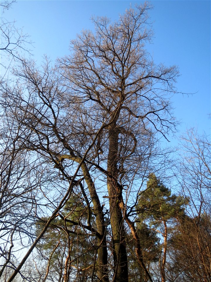 Stieleiche (Quercus robur) am Kaninchenberg in Saarbrücken