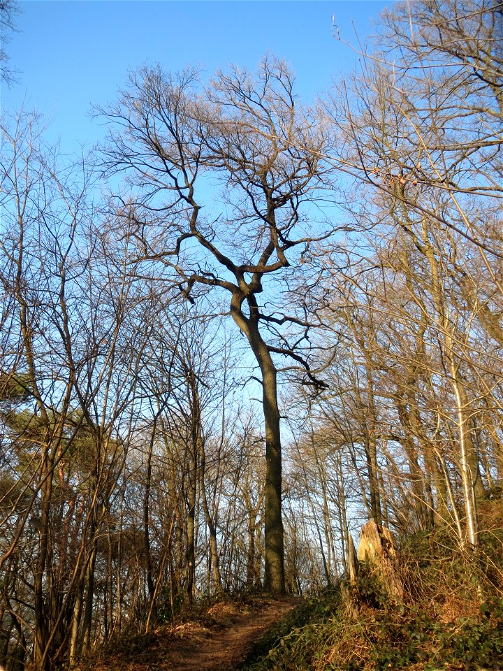 Stieleiche (Quercus robur) am Kaninchenberg in Saarbrücken
