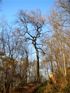 Stieleiche (Quercus robur) am Kaninchenberg in Saarbrücken