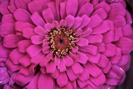 Pollen core macro photo