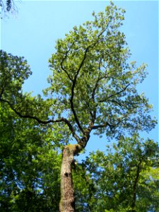 Stieleiche (Quercus robur) in der Schwetzinger Hardt