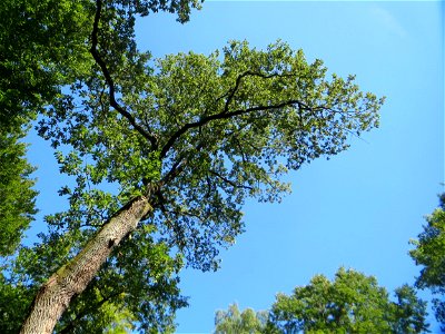 Stieleiche (Quercus robur) in der Schwetzinger Hardt