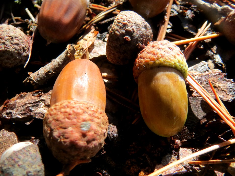 Früchte der Stieleiche (Quercus robur) in der Schwetzinger Hardt