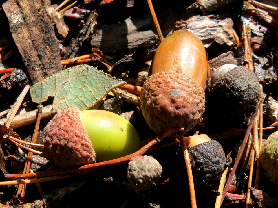 Früchte der Stieleiche (Quercus robur) in der Schwetzinger Hardt