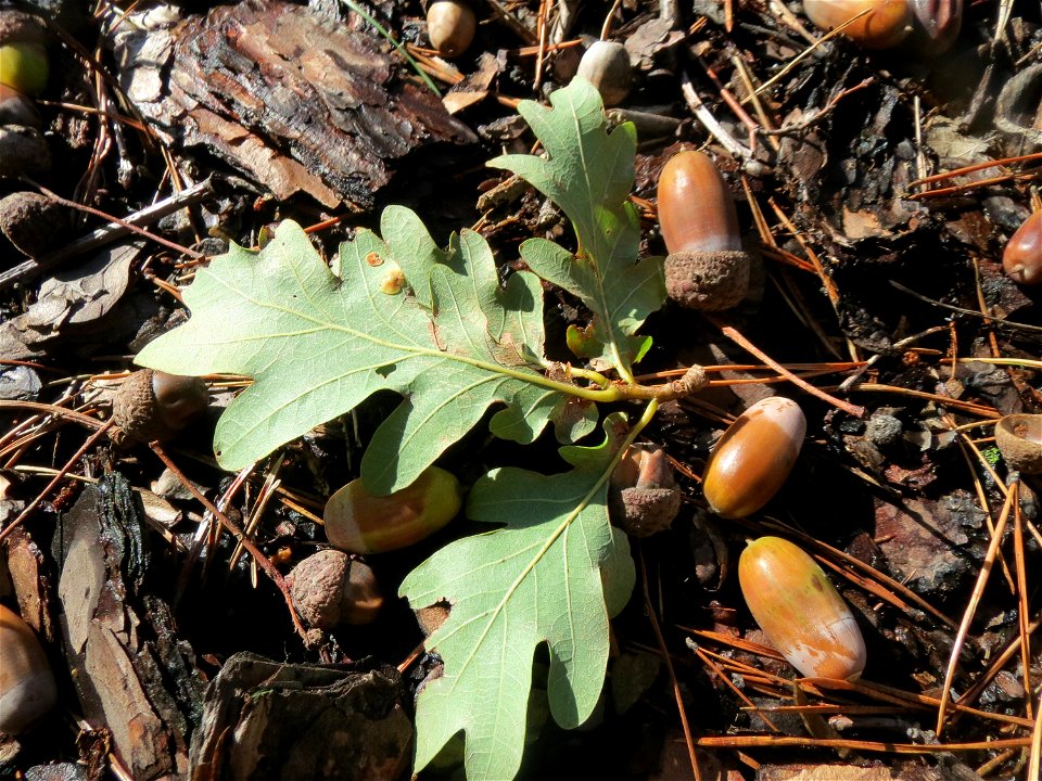 Früchte der Stieleiche (Quercus robur) in der Schwetzinger Hardt