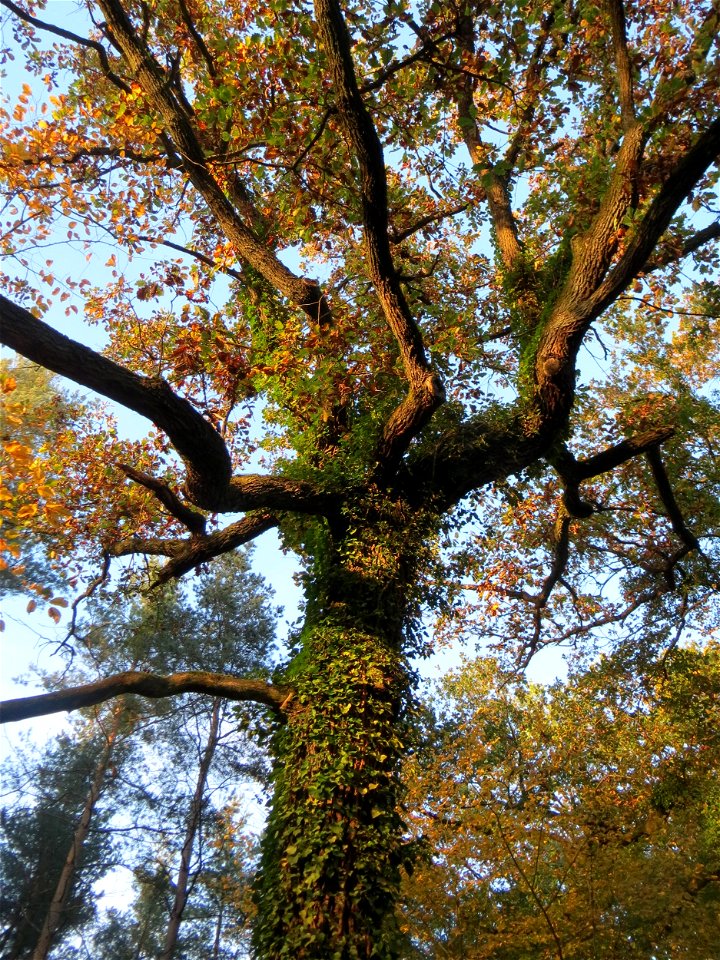 Herbstliche Stieleiche (Quercus robur) in der Schwetzinger Hardt
