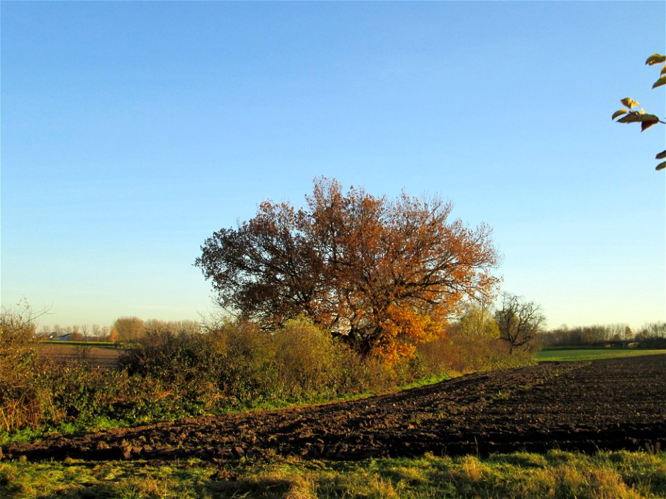 Stiel-Eiche (Quercus robur) in der Oberen Rott bei Hockenheim - Die Bäume und Sträucher folgen hier dem alten Kraichbachverlauf, der bis seiner Begradigung zwischen Bad Schönau und Hockenheim in weite