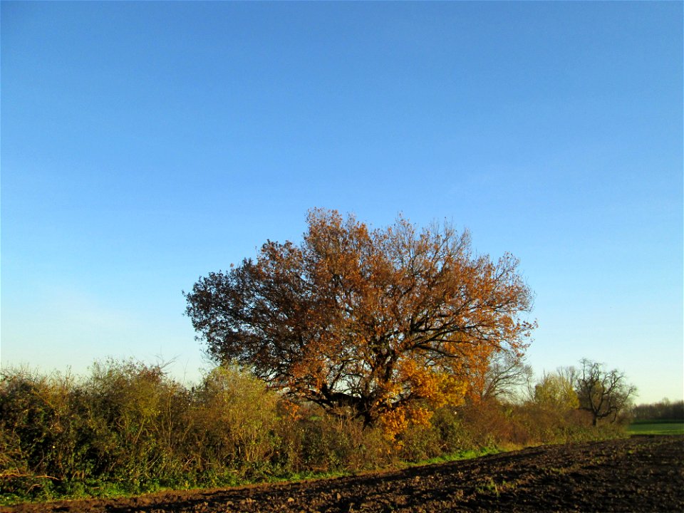 Stiel-Eiche (Quercus robur) in der Oberen Rott bei Hockenheim - Die Bäume und Sträucher folgen hier dem alten Kraichbachverlauf, der bis seiner Begradigung zwischen Bad Schönau und Hockenheim in weite