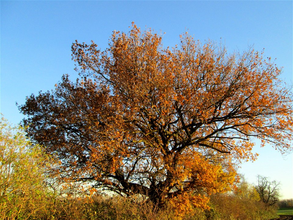 Stiel-Eiche (Quercus robur) in der Oberen Rott bei Hockenheim - Die Bäume und Sträucher folgen hier dem alten Kraichbachverlauf, der bis seiner Begradigung zwischen Bad Schönau und Hockenheim in weite