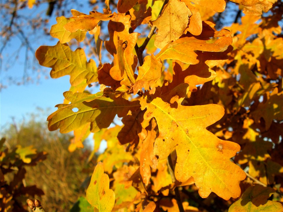 Stiel-Eiche (Quercus robur) in der Oberen Rott bei Hockenheim