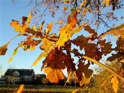 Stiel-Eiche (Quercus robur) in der Oberen Rott bei Hockenheim