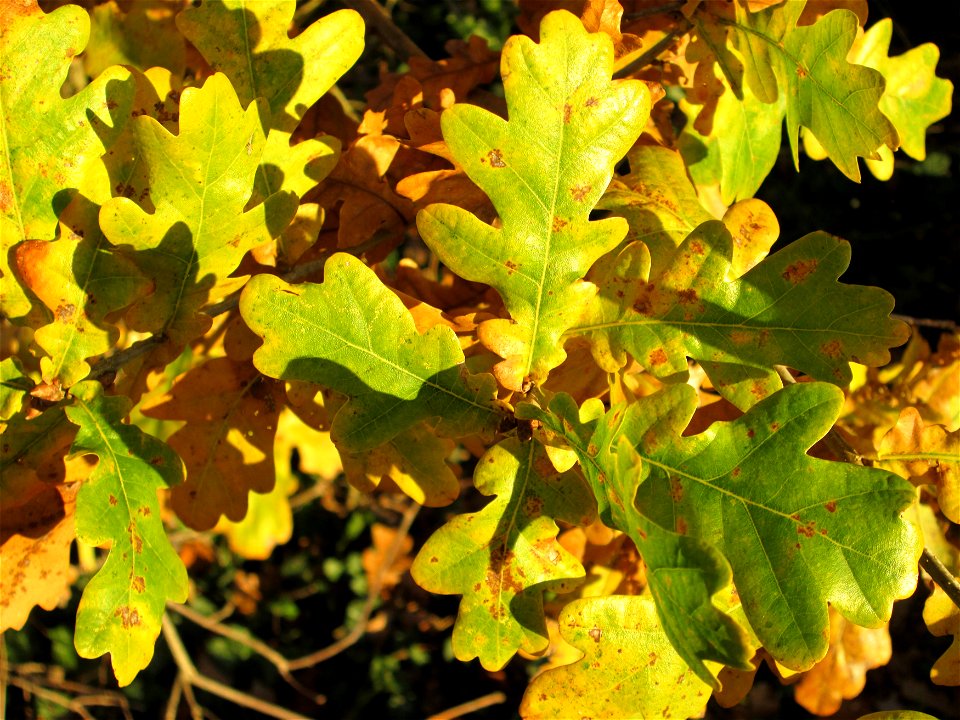 Herbstlaub der Stiel-Eiche (Quercus robur) in der Oberen Rott bei Hockenheim