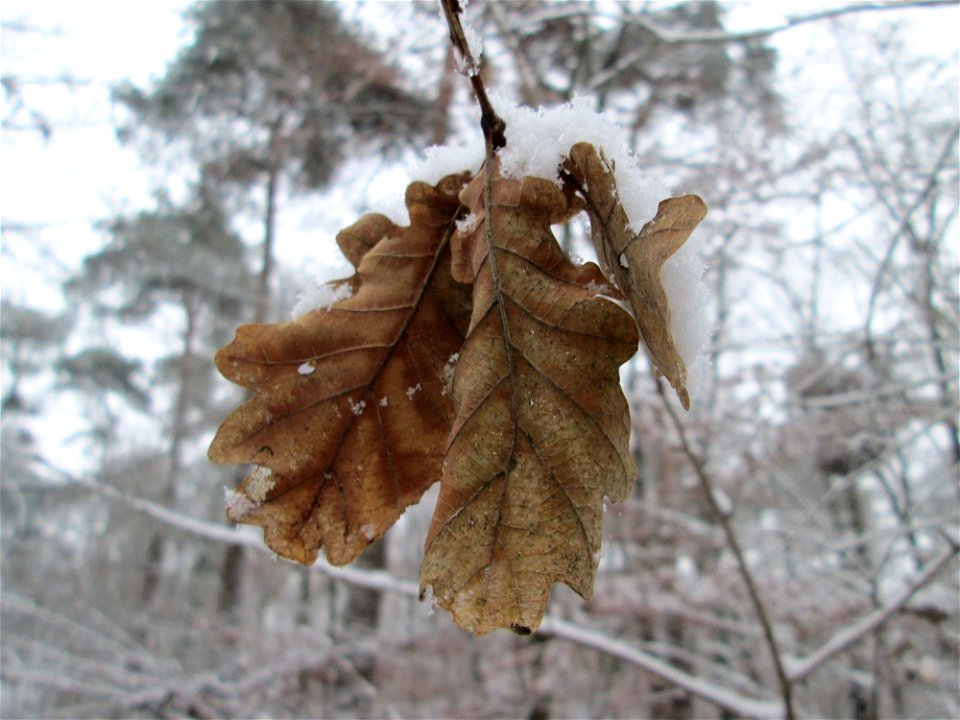 Stieleiche (Quercus robur) in der Schwetzinger Hardt bei Neuschnee am 3. Dezember 2017