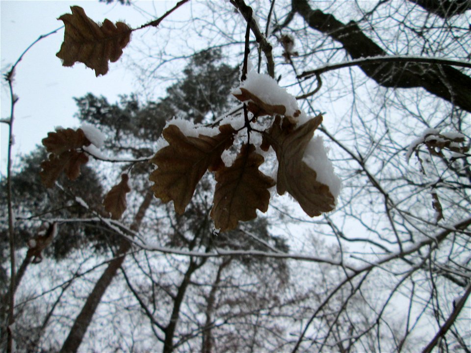 Stieleiche (Quercus robur) in der Schwetzinger Hardt bei Neuschnee am 3. Dezember 2017