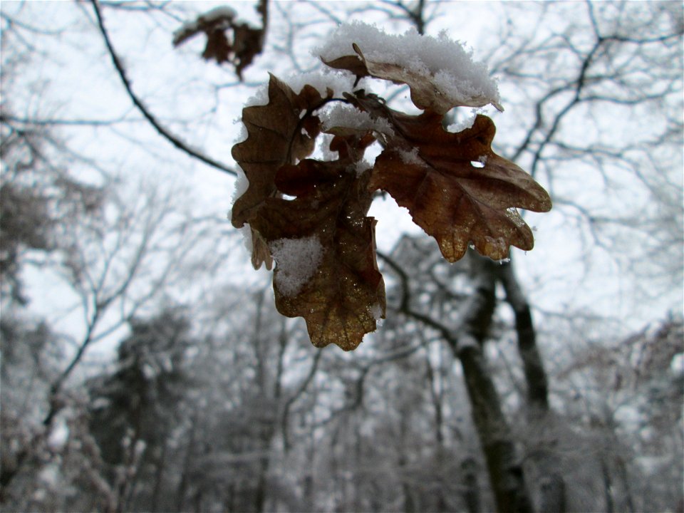 Stieleiche (Quercus robur) in der Schwetzinger Hardt bei Neuschnee am 3. Dezember 2017