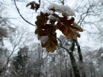 Stieleiche (Quercus robur) in der Schwetzinger Hardt bei Neuschnee am 3. Dezember 2017