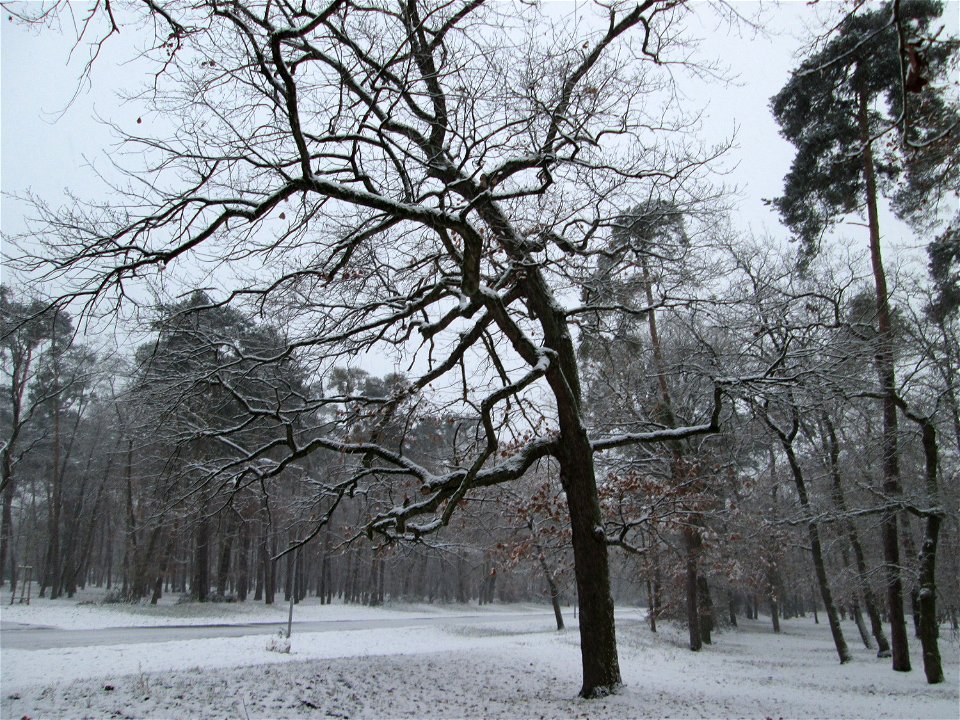 Stieleiche (Quercus robur) in der Schwetzinger Hardt bei Neuschnee am 3. Dezember 2017