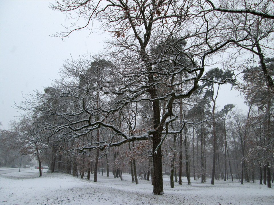 Stieleiche (Quercus robur) in der Schwetzinger Hardt bei Neuschnee am 3. Dezember 2017