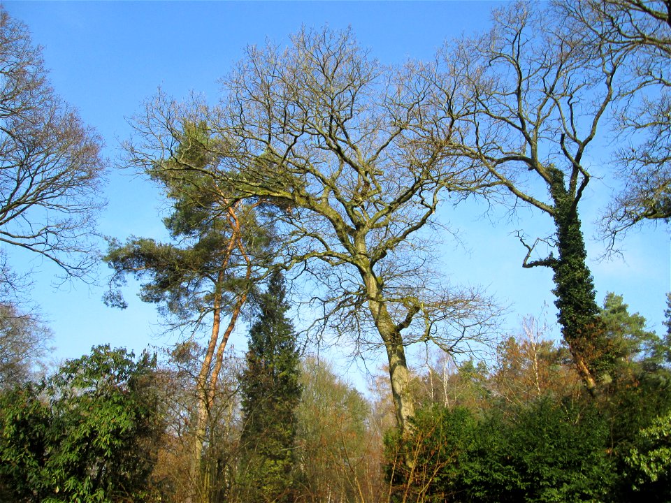 Stieleiche (Quercus robur) auf dem Hauptfriedhof Saarbrücken