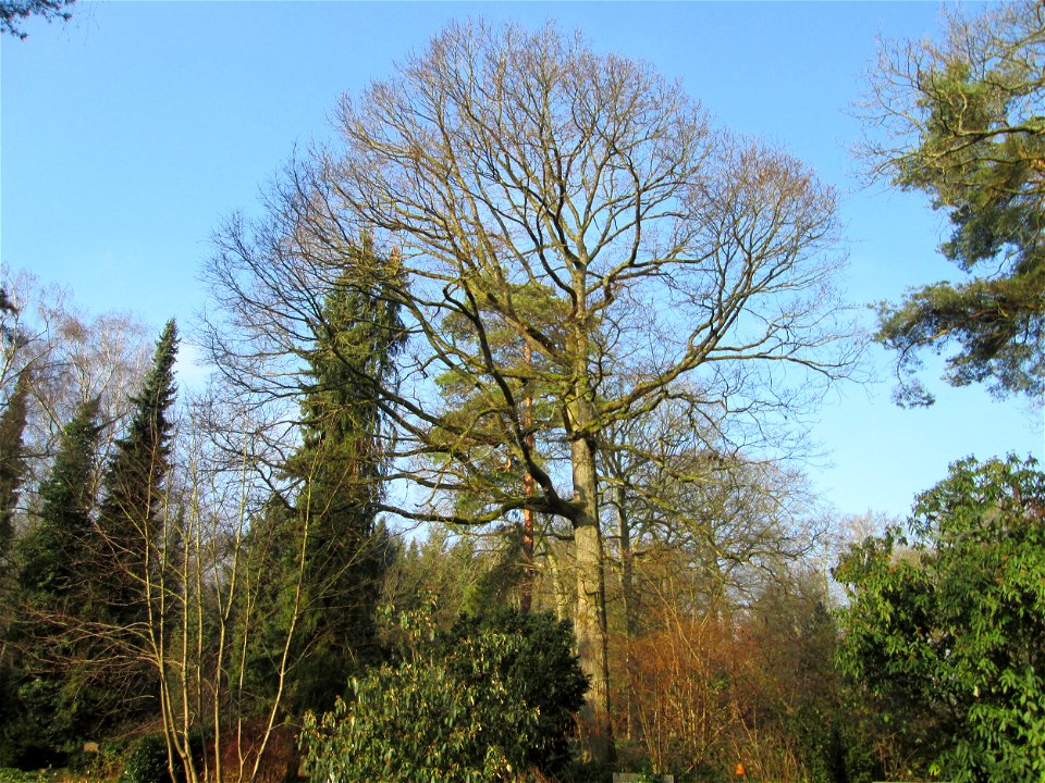 Stieleiche (Quercus robur) auf dem Hauptfriedhof Saarbrücken