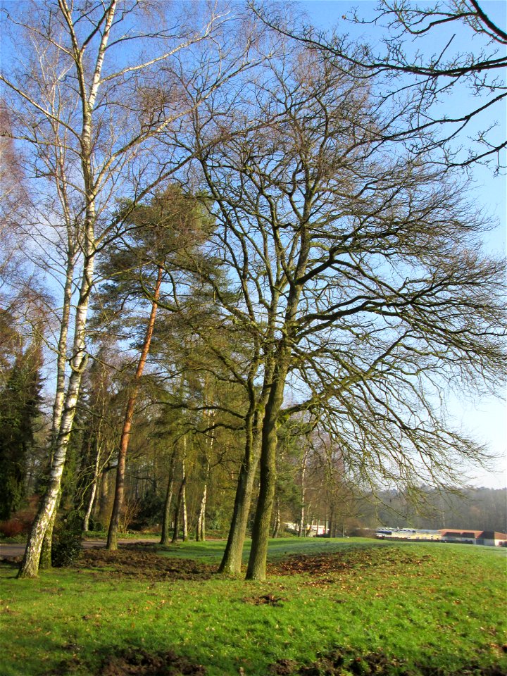 Stieleiche (Quercus robur) auf dem Hauptfriedhof Saarbrücken