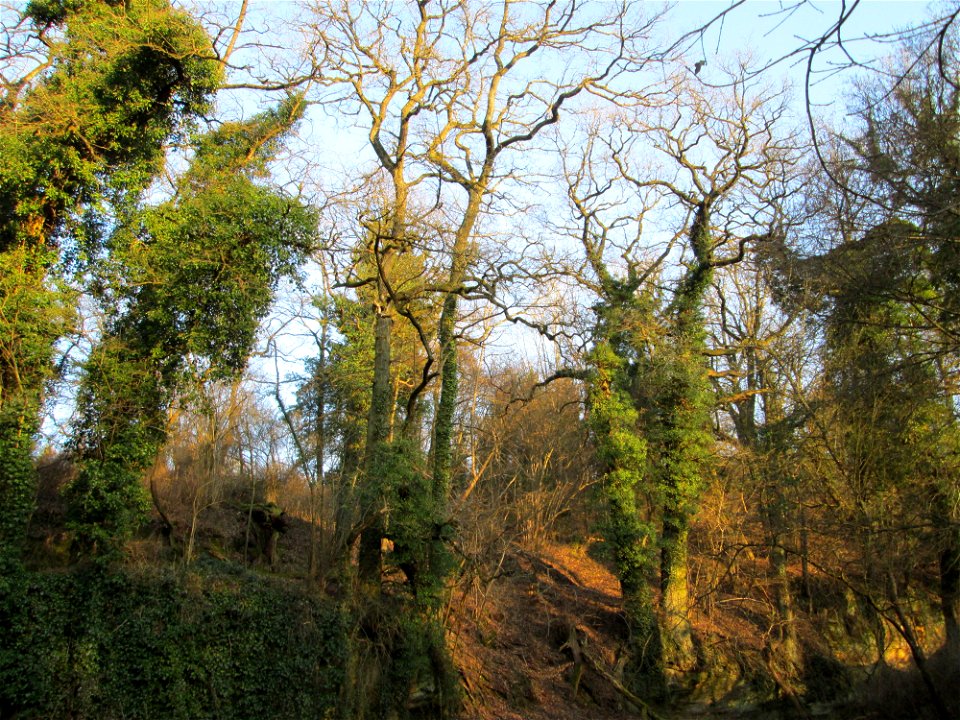 Efeu (Hedera helix) an alten Eichen (Quercus robur) bei der  Drahtzugmühle in Alt-Saarbrücken