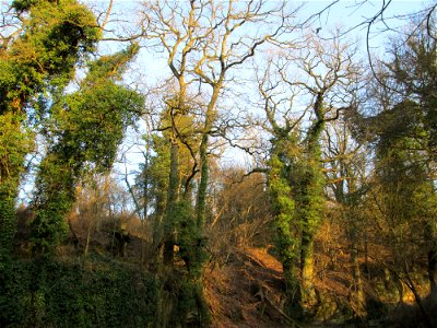 Efeu (Hedera helix) an alten Eichen (Quercus robur) bei der  Drahtzugmühle in Alt-Saarbrücken