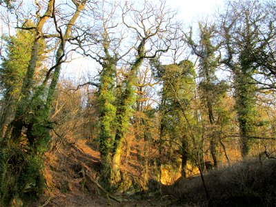 Efeu (Hedera helix) an alten Eichen (Quercus robur) bei der  Drahtzugmühle in Alt-Saarbrücken