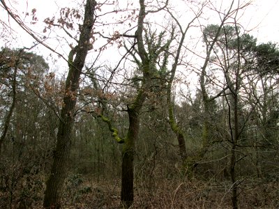 Stieleiche (Quercus robur) in der Schwetzinger Hardt