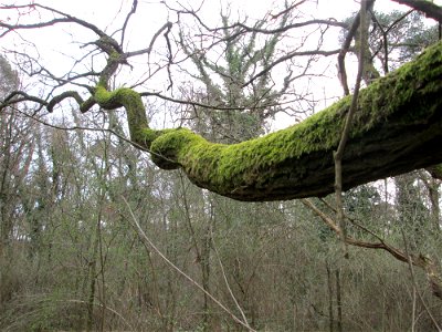 Stieleiche (Quercus robur) in der Schwetzinger Hardt