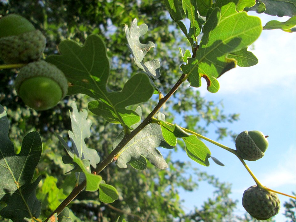 Stieleiche (Quercus robur) im Landschaftsschutzgebiet „Hockenheimer Rheinbogen“