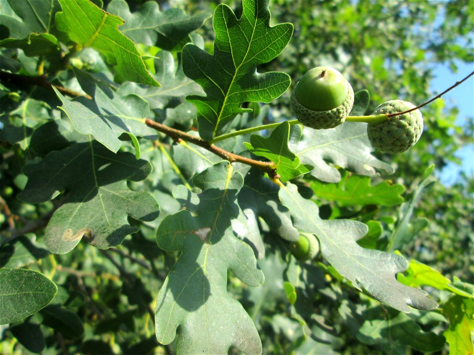 Stieleiche (Quercus robur) im Landschaftsschutzgebiet „Hockenheimer Rheinbogen“