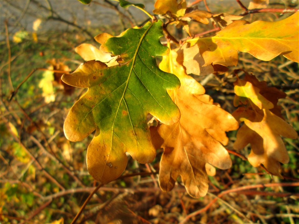 Stiel-Eiche (Quercus robur) in Hockenheim