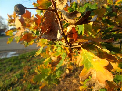 Stiel-Eiche (Quercus robur) in Hockenheim